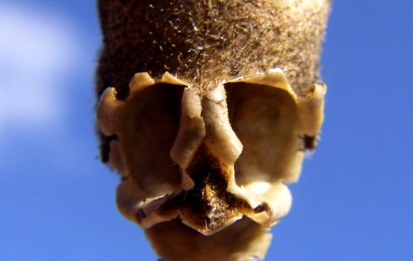 Цветок Львтиный зев, snapdragon,Череп дракона, семенной стручок