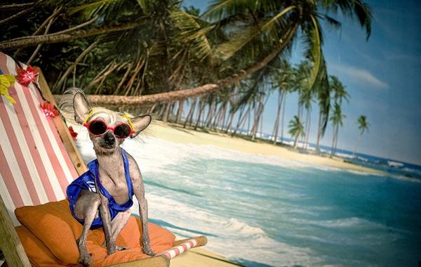 Ирина Вернинг чини китайская хохлатая фотопроект 