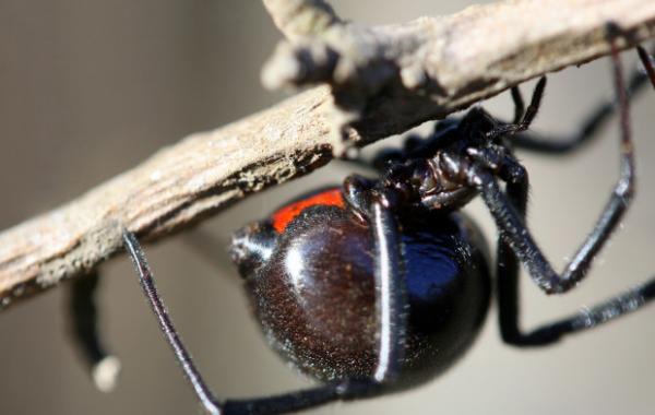 Что чувствуют люди, после смертельных укусов животных