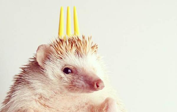 Самый обаятельный ёжик по кличке Дарси, Darcy The Flying Hedgehog