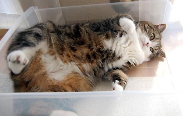 Знаменитый любитель коробок 