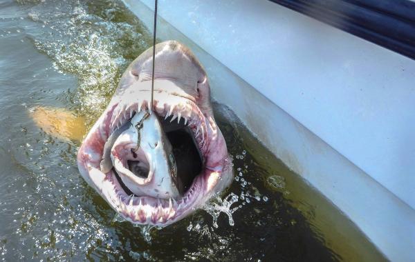 Лучшие фотографии животных за неделю