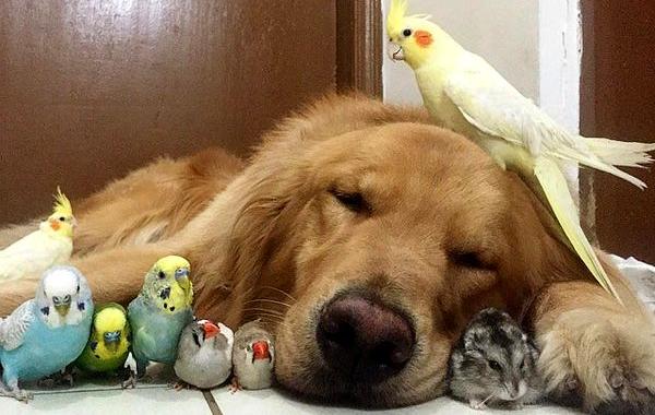 собака хомячок и 8 попугаев, лучшие друзья собака хомячок и 8 птиц