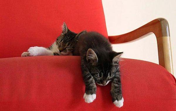 Как спят коты и кошки