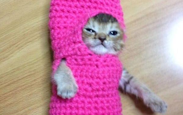 Трогательная история котенка Васаби - чан