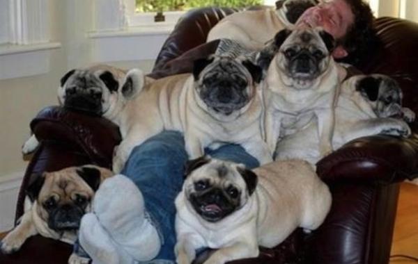 Животные завоеватели, захват, много