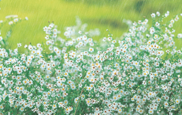 природа, ангимация, гифки, gif