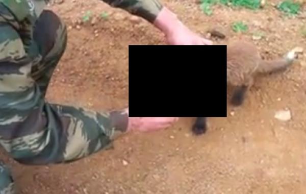 Видео, лисенок пришел за помощью к людям