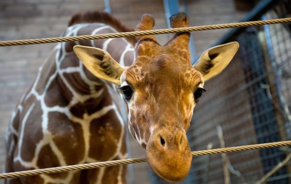Убит жираф Мариус Marius, Danish zoo