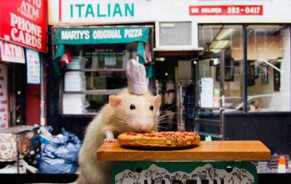 Marty Mouse, крыса Марти, милые животные