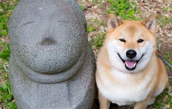 Марутаро шиба-ину японская собака