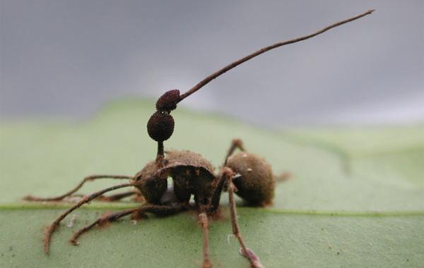  грибы которые могут превращать в зомби