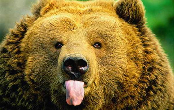 Смешные медведи, анимация, гифки, gif