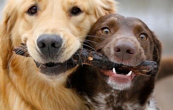 Подборка фото милых и трогательных животных  