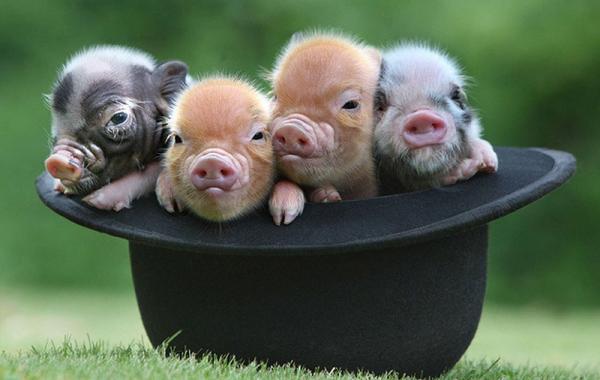 Прелестные маленькие поросята