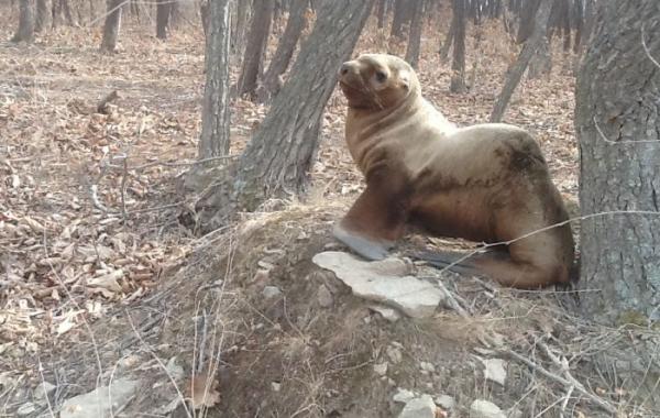 морской лев в лесу, спасение морского льва