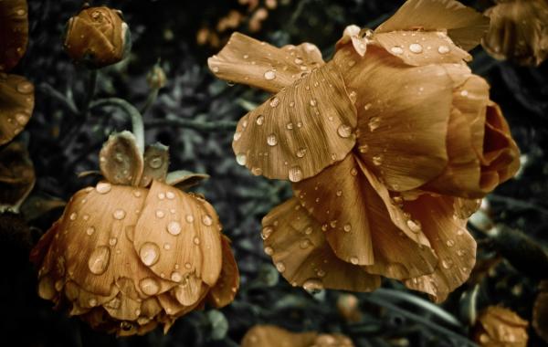  Лучшие фотографии недели от National Geographic