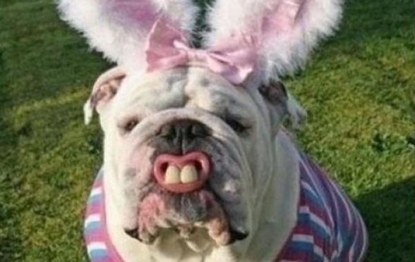 мой хозяин идиот животные в костюмах коты собаки 