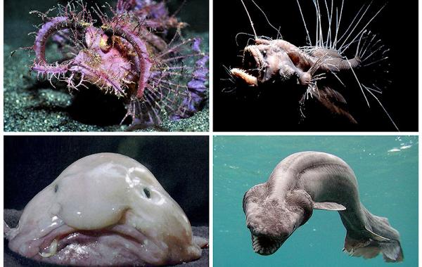 Обитатели океана, рыбы, необычные, 