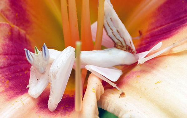 Орхидея мира богомолов