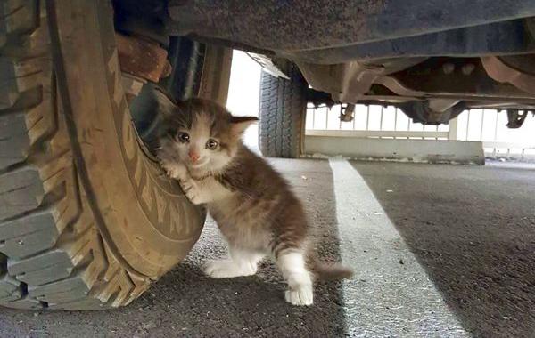 Парень нашёл испуганного котёнка под грузовиком, парень нашёл котёнка