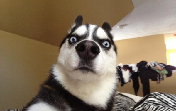 собаки в шоке удивлённые собаки