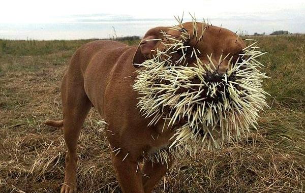 борода из иголок, собаки против дикобраза, собаки после встречи с дикобразом