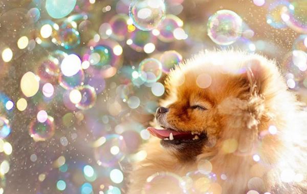 Самый счастливый комочек шерсти по кличке Флинт, Flint dog