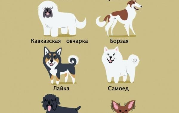 национальности собак, Лили Чин, Lili Chin, Собаки мира, Dogs Of The World