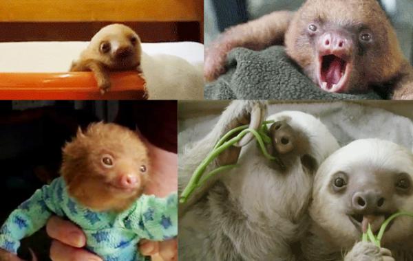 Милые ленивцы лучшие животные, анимация, гифки
