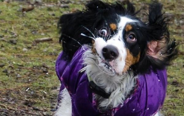 Смешные собаки, которые всё делают не так