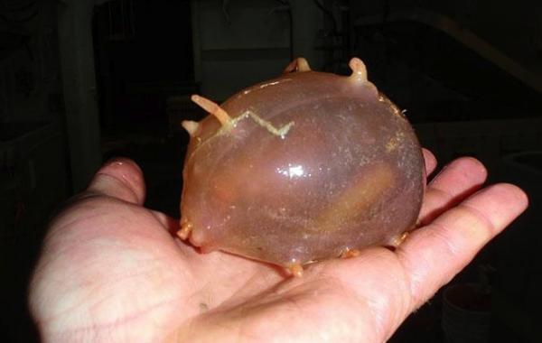 Редкие животные, Морская свинья