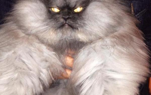 полковник мяу кот