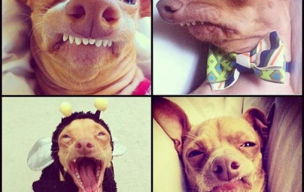 собака с неправильным прикусом Туна Tuna dog