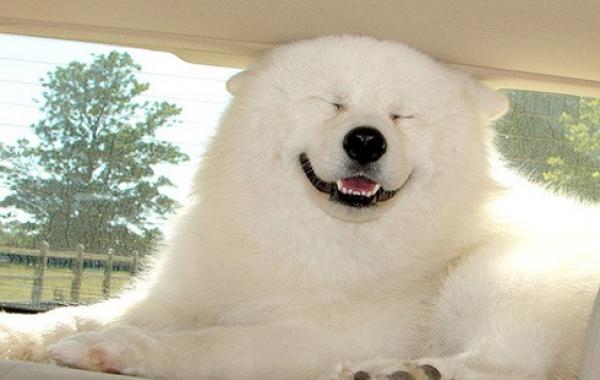 Улыбающиеся собаки, животные