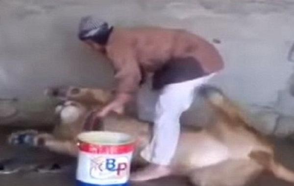 Мужчина моет льва, Йемен, видео