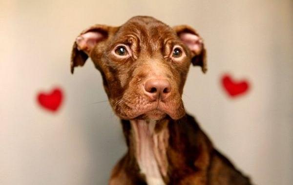 Спасение питбуля Патрика