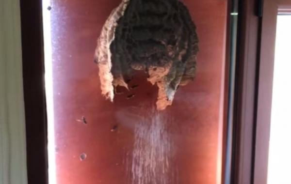 Осы построили гнездо на окне, открыв тем самым удивительный вид для владельца дома