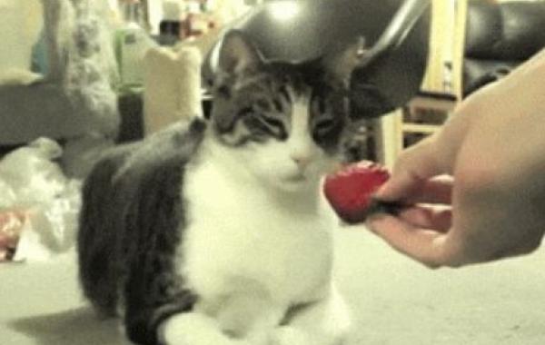 Смешные животные, объявившие фруктам войну