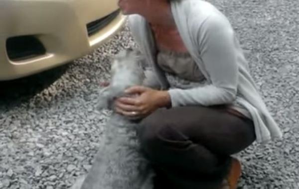 Истерическая радость собаки, при виде хозяйки, которую она не видела 2 года