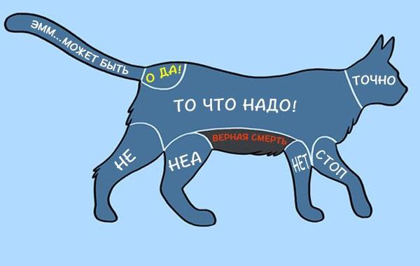 Инструкция к питомцу. Где можно и где нельзя гладить животных