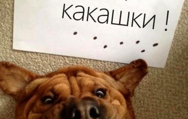 смешные собаки, собаки в смешных ситуациях, собаки попали в нелепые ситуации