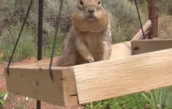Вазелин - лучшее средство против белок воришек