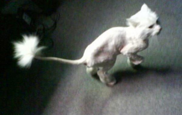 Преображение больного кота, подобранного на улице за шесть лет