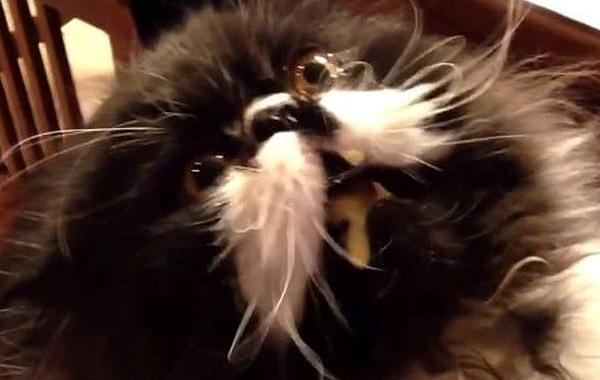 кот отморозил мозг, у кота замерз мозг, кот мороженное заморозил мозг, кот ест мороженое