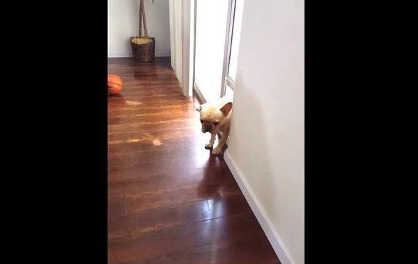 бульдога пристыдили, бульдогу стыдно, бульдог сжевал ручку, бульдог ушел собачья дверь