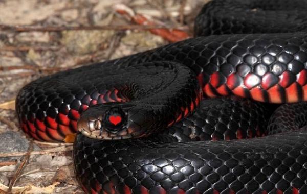 спаривание краснобрюхих черных змей, спаривание змей