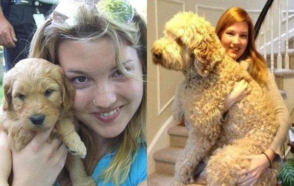 собаки тогда и сейчас, щенки после того как выросли, собаки выросли