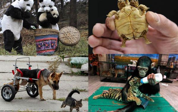 Лучшие фотографии животных за 2011 год