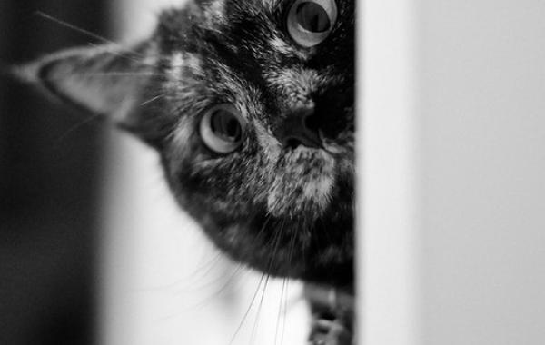 Коты прячутся